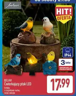 ALDI BELAVI Ćwierkający ptak LED oferta