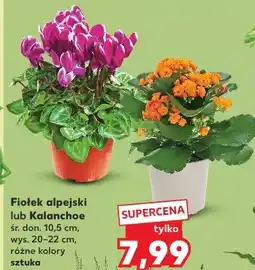 Kaufland Fiołek alpejski lub Kalanchoe oferta
