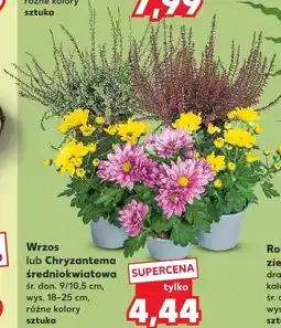 Kaufland Wrzos lub Chryzantema średniokwiatowa oferta