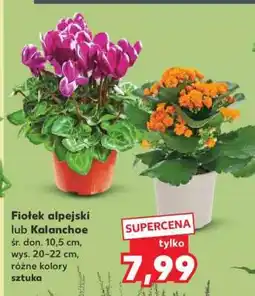 Kaufland Fiołek alpejski lub Kalanchoe oferta