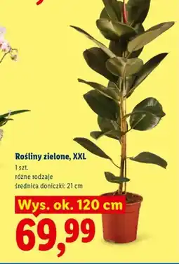 Lidl Rośliny zielone Xxl oferta