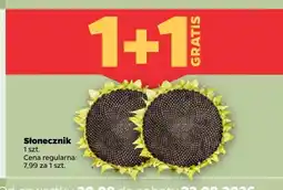 Netto Słonecznik oferta