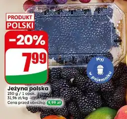 Dino Jeżyna polska oferta
