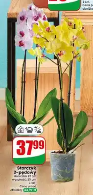 Dino Storczyk 2-pędowy doniczka 12 cm wysokość 55 oferta