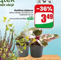 Dino Roślina zielona oferta