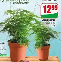 Dino Asparagus doniczka 12 cm wysokość 30 oferta
