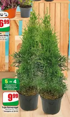 Dino Tuja Szmaragd oferta