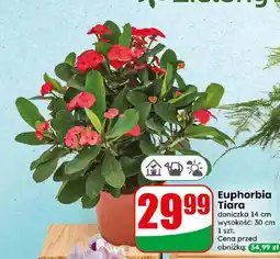 Dino Euphorbia Tiara doniczka 14 cm wysokość 30 oferta