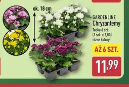 ALDI Chryzantemy Gardenline oferta