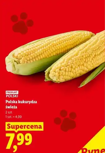 Lidl Polska kukurydza świeża oferta