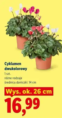 Lidl Cyklamen dwukolorowy oferta