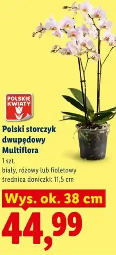 Lidl Polski storczyk dwupędowy Multiflora oferta