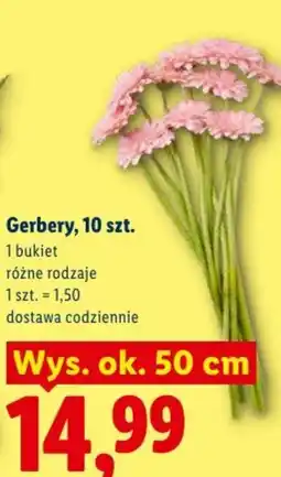 Lidl Gerbery oferta