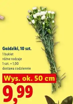 Lidl Goździki oferta