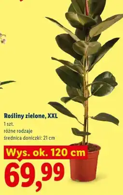 Lidl Rośliny zielone, XXL oferta