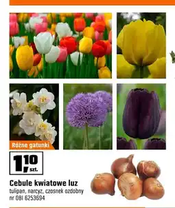 OBI Cebule kwiatowe tulipan luz oferta