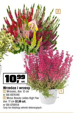 OBI Wrzosiec w doniczce oferta