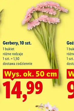 Lidl Gerbery Ok oferta
