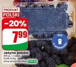 Dino Jeżyna polska oferta