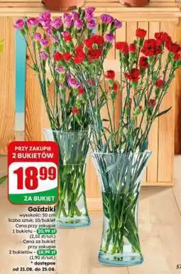Dino Goździki oferta