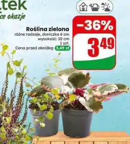 Dino Roślina zielona oferta