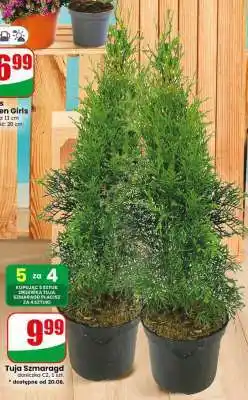 Dino tUJA szMArAGD oferta