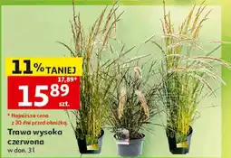 Auchan Trawa wysoka czerwona w don oferta