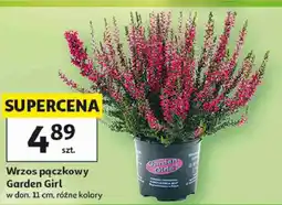 Auchan Wrzos pączkowy Garden Girl w don. 11 cm, różne kolory oferta