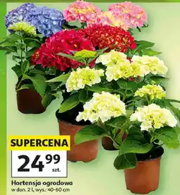 Auchan Hortensja ogrodowa w don. 2 l, wys.: 40-60 cm oferta