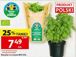 Auchan Bazylia lub mięta BIO XXL Pewni Dobrego oferta