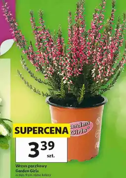 Auchan Wrzos pączkowy Garden Girls w don. 9 cm, różne kolory oferta