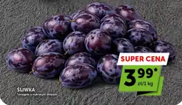 Groszek ŚLIWKA oferta