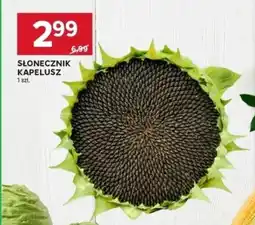 Stokrotka Market Słonecznik kapelusz oferta
