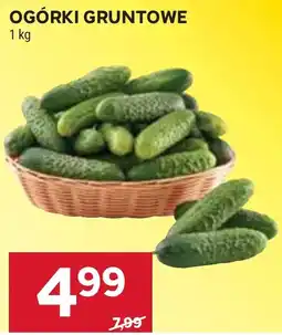 Stokrotka Ogórki Gruntowe oferta