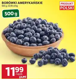 Stokrotka BORÓWKI AMERYKAŃSKIE oferta