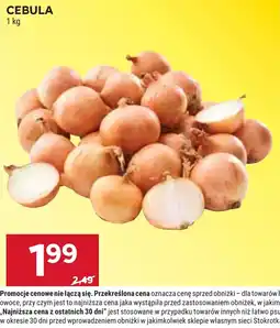Stokrotka CEBULA oferta