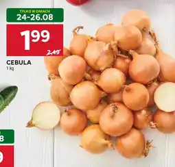 Stokrotka CEBULA oferta