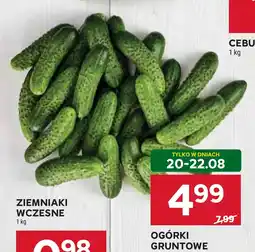 Stokrotka Ogórki Gruntowe oferta