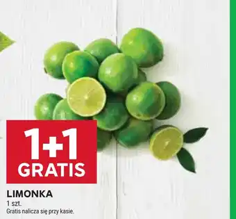 Stokrotka Limonka oferta