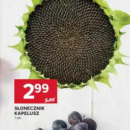 Stokrotka SŁONECZNIK KAPELUSZ oferta