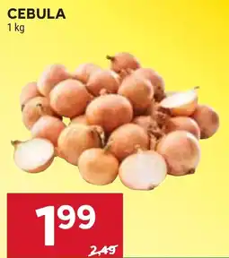 Stokrotka Market CEBULA oferta