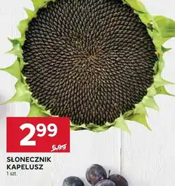 Stokrotka Słonecznik kapelusz oferta