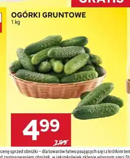 Stokrotka Ogórki gruntowe oferta