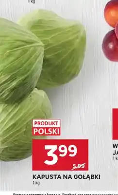 Stokrotka Kapusta na gołąbki oferta