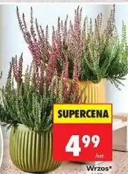 Biedronka Wrzos oferta