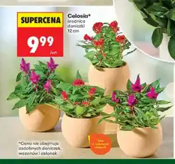 Biedronka Celosia średnica doniczki 12 cm oferta