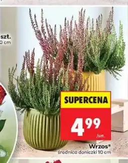 Biedronka Wrzos średnica doniczki 10 cm oferta