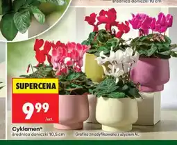 Biedronka Cyklamen średnica doniczki 10,5 cm oferta