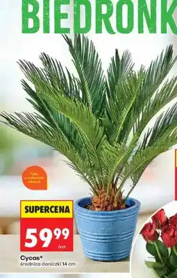 Biedronka Cycas średnica doniczki 14 cm oferta