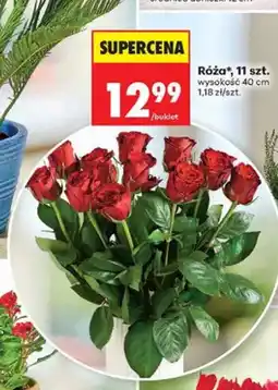 Biedronka Róża 11-pak wysokość 40 cm oferta